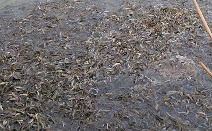 一畝魚塘能養多少魚